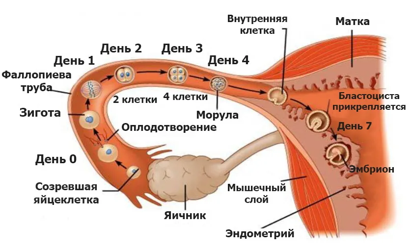 Сколько живет яйцеклетка после овуляции