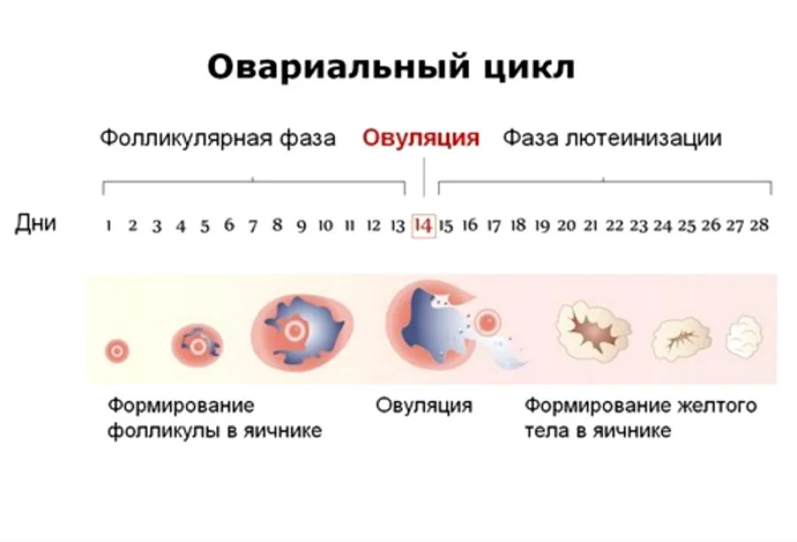 Что происходит во время овуляции