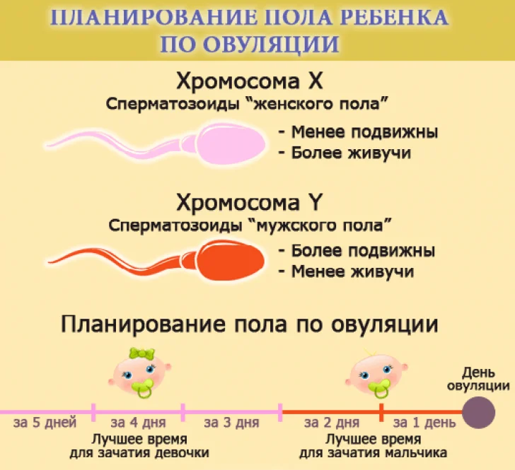 Планирование пола ребенка