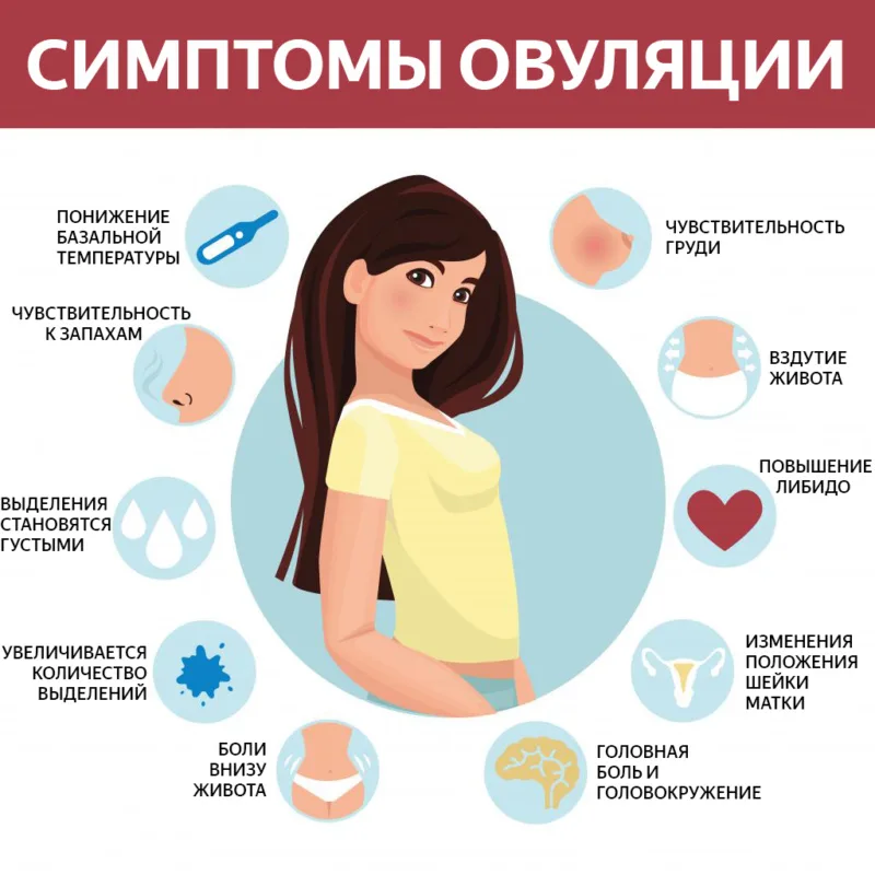 Симптомы овуляции