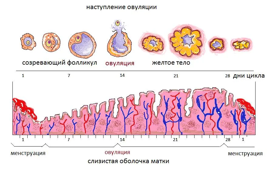 Овуляция и беременность