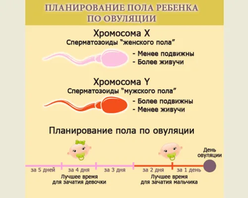 Как рассчитать пол ребенка по овуляции