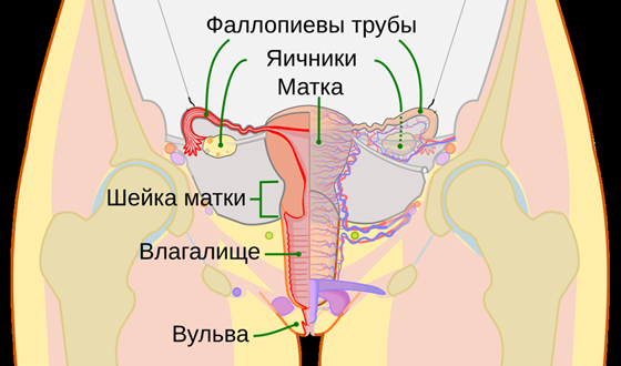 Женская репродуктивная система