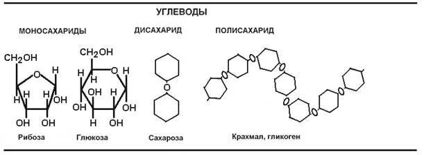 Нужно ли отказаться от углеводов, чтобы похудеть