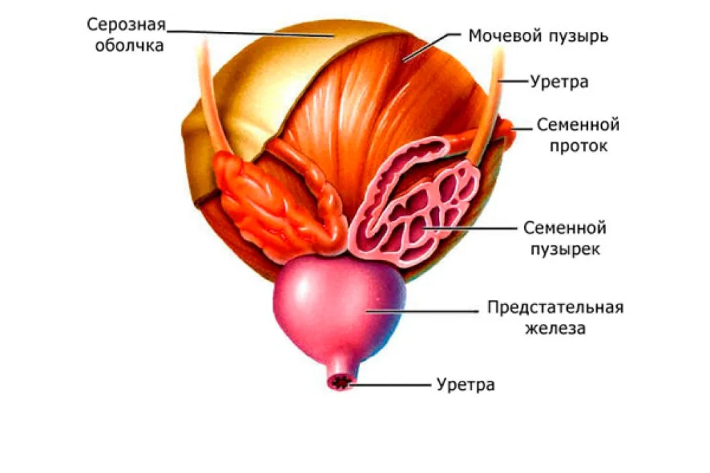 Все о предстательной железе и семенных пузырьках