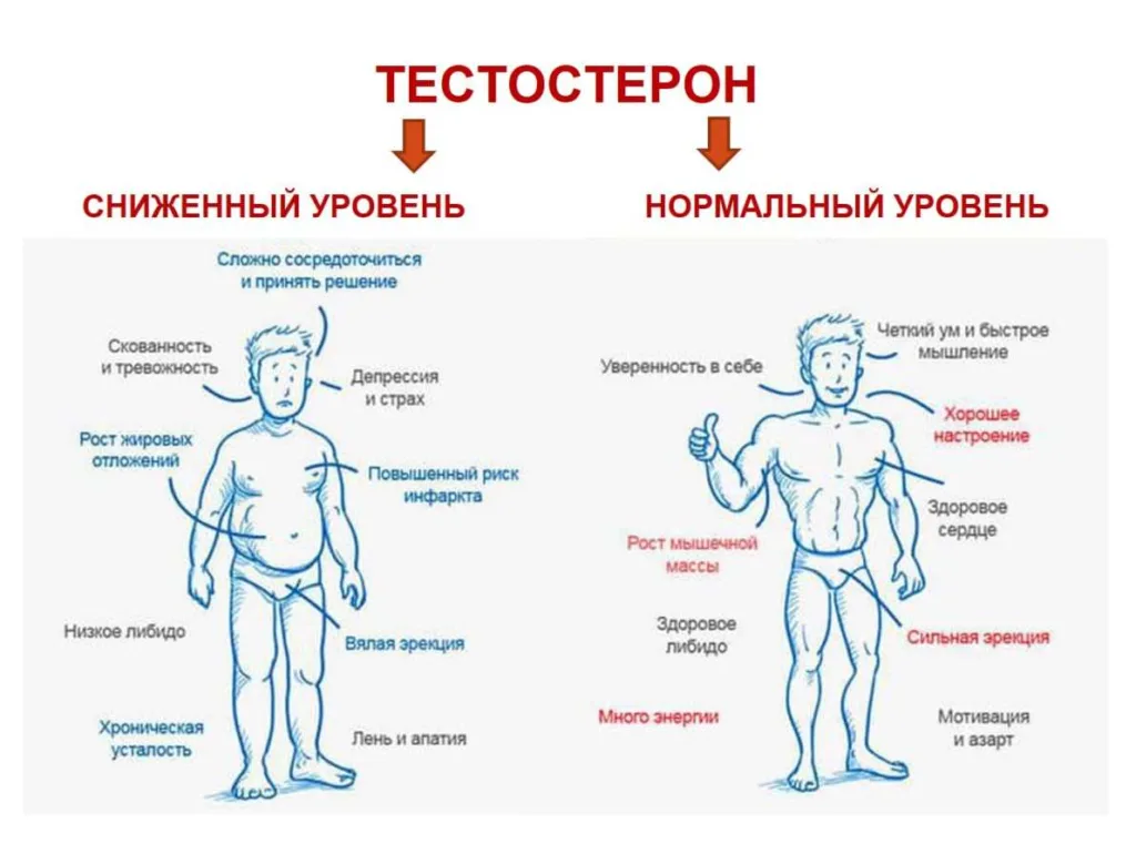 Влияет ли уровень тестостерона на набор и сброс веса у мужчин