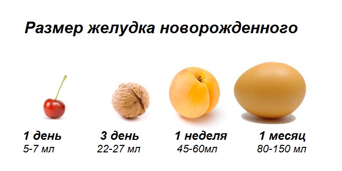 Размеры желудка новорожденного