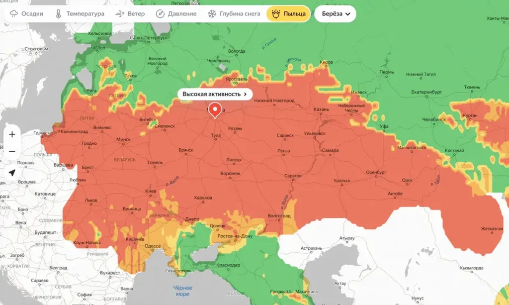 Мониторинг пыльцы: как пользоваться данными и приложениями