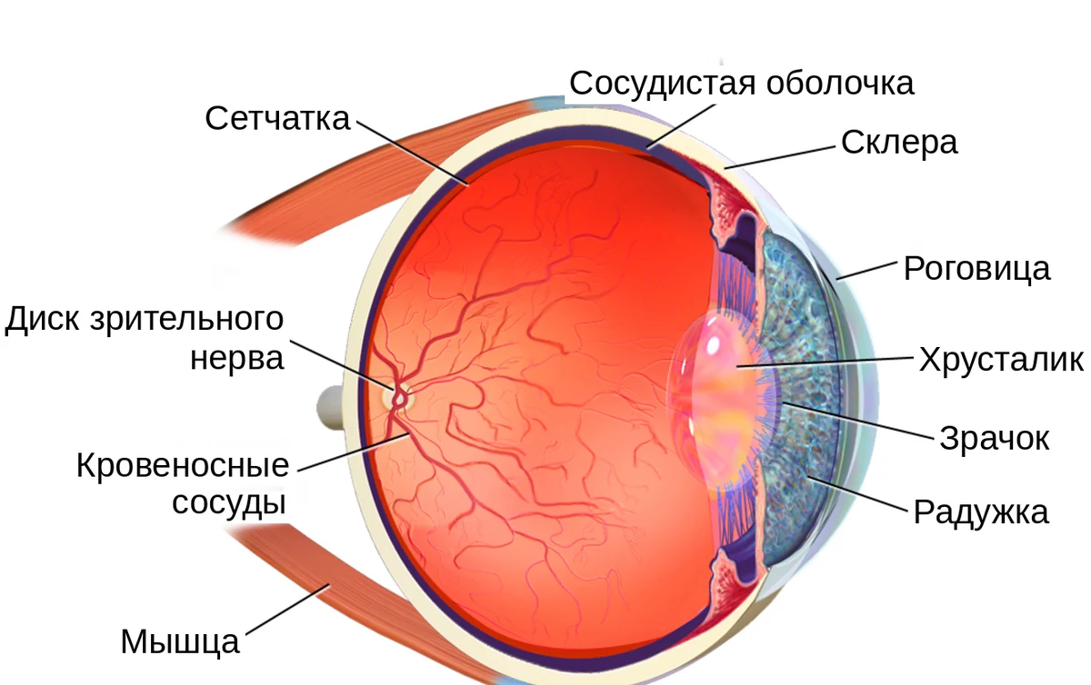 Строение глаза в разрезе: роговица, радужка, зрачок, хрусталик, склера, сосудистая оболочка, сетчатка и диск зрительного нерва