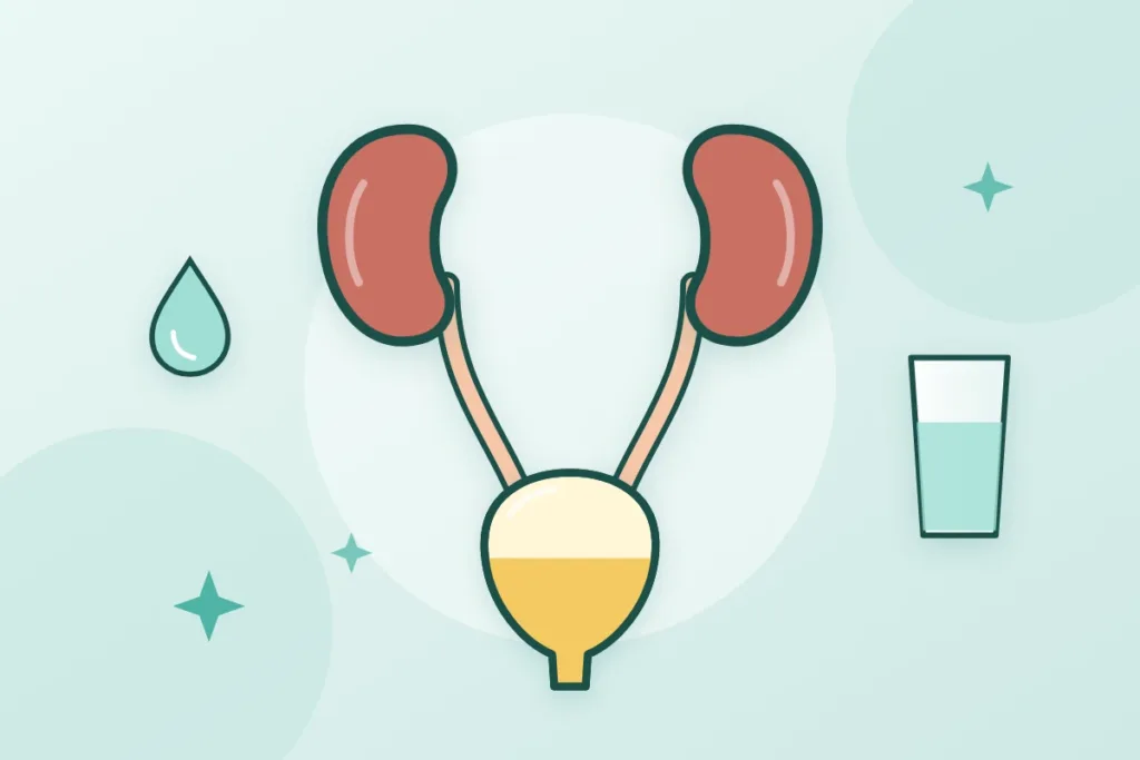 Рисунок двух почек, мочеточников и мочевого пузыря рядом со стаканом воды