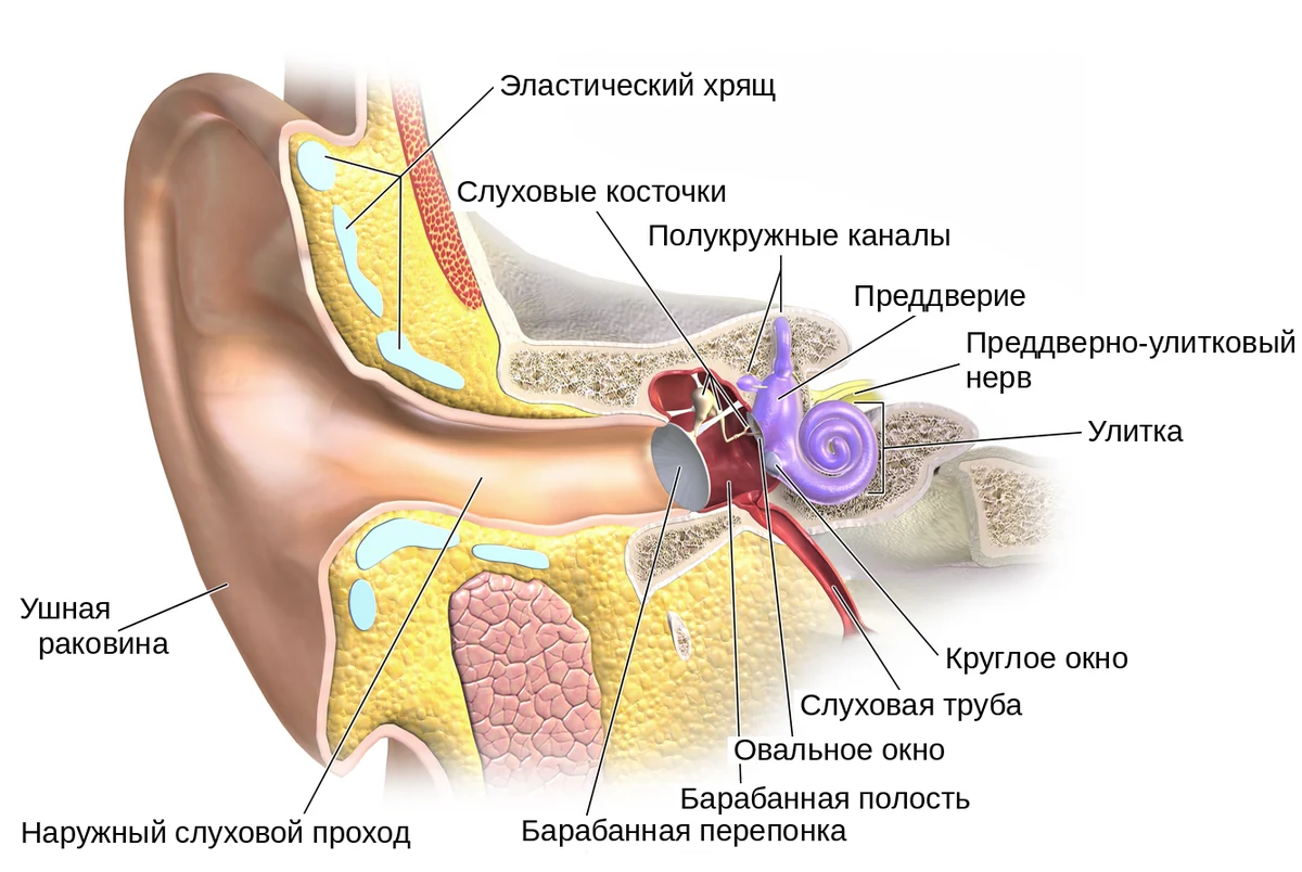 Строение уха в разрезе: ушная раковина, наружный слуховой проход, барабанная перепонка, слуховые косточки, улитка и полукружные каналы